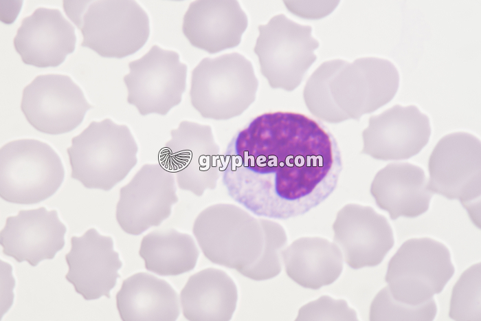 Monocyte x800 - gryphea.org